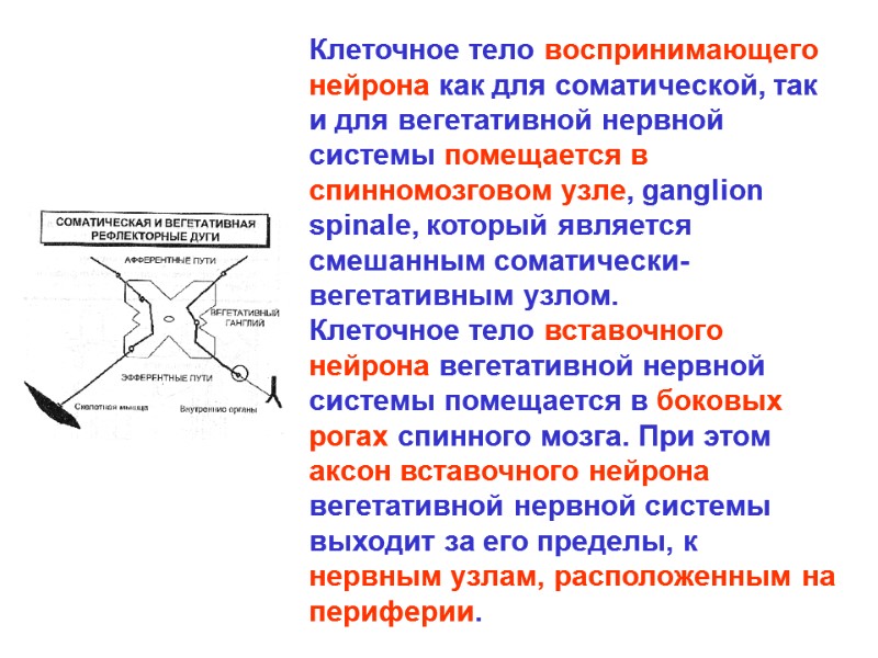 Клеточное тело воспринимающего нейрона как для соматической, так и для вегетативной нервной системы помещается Клеточное тело воспринимающего нейрона как для соматической, так и для вегетативной нервной системы помещается